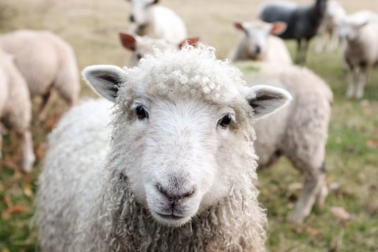 Bluffton 7-Year-Old Sells Lemonade, Zucchini to Buy His Own Flock of Sheep