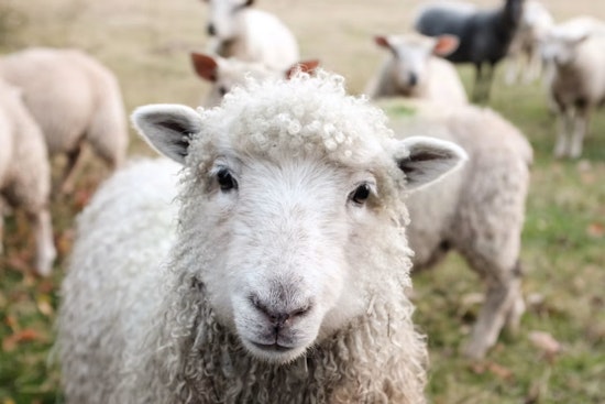 Bluffton 7-Year-Old Sells Lemonade, Zucchini to Buy His Own Flock of Sheep