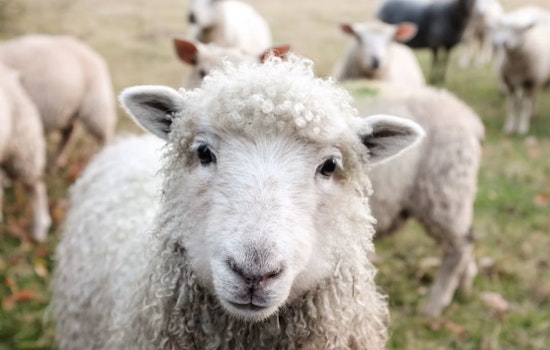 Bluffton 7-Year-Old Sells Lemonade, Zucchini to Buy His Own Flock of Sheep