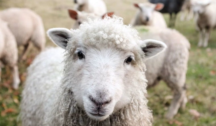 Bluffton 7-Year-Old Sells Lemonade, Zucchini to Buy His Own Flock of Sheep