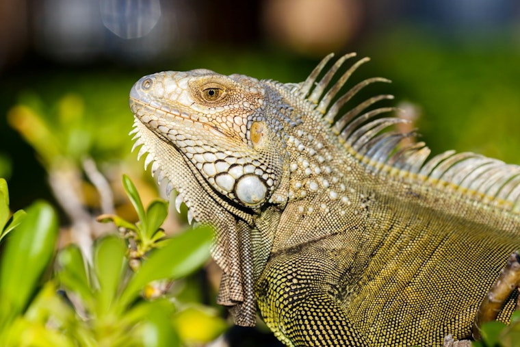 Boca Raton Bans Feeding Iguanas, Rats and Pigeons, Sets $100 Fine