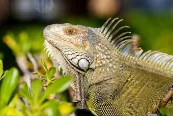 Boca Raton Bans Feeding Iguanas, Rats and Pigeons, Sets $100 Fine
