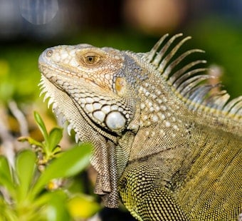 Boca Raton Bans Feeding Iguanas, Rats and Pigeons, Sets $100 Fine