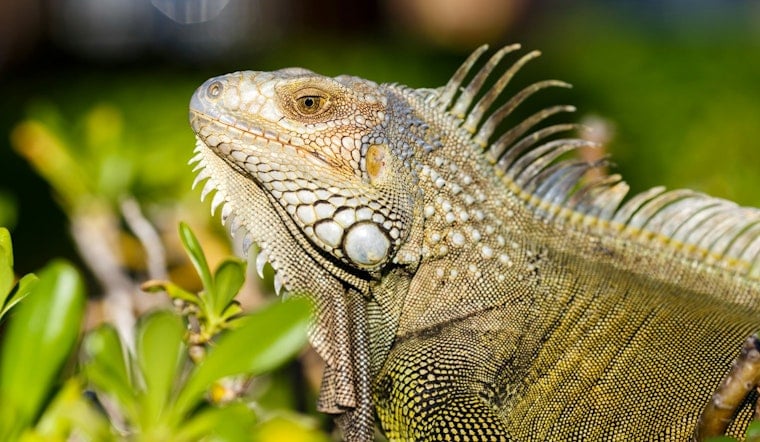 Boca Raton Bans Feeding Iguanas, Rats and Pigeons, Sets $100 Fine