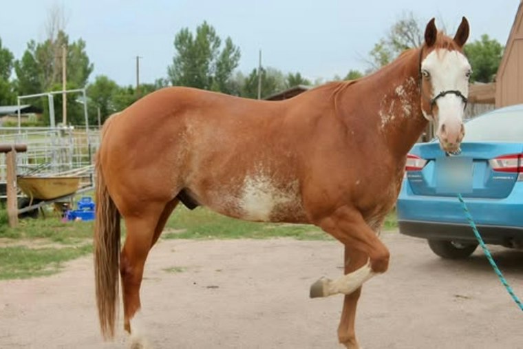 Boulder County Horse Shot 36 Times With Pellet Gun, Deputies Seek Tips