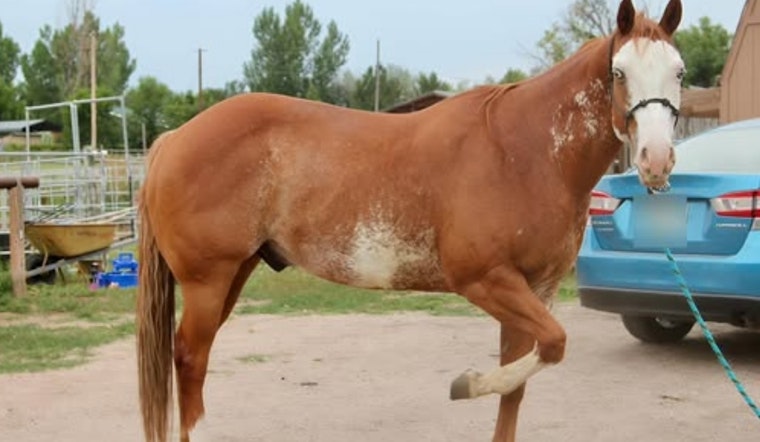 Boulder County Horse Shot 36 Times With Pellet Gun, Deputies Seek Tips
