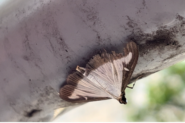 Box Tree Moth Threatens Boxwoods in Maryland, Virginia, Delaware