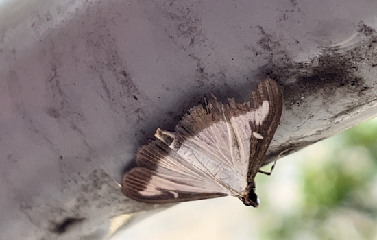 Box Tree Moth Threatens Boxwoods in Maryland, Virginia, Delaware