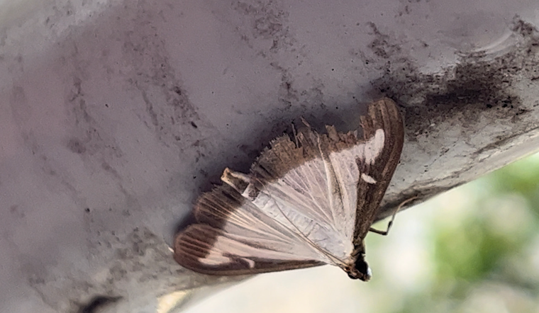 Box Tree Moth Threatens Boxwoods in Maryland, Virginia, Delaware