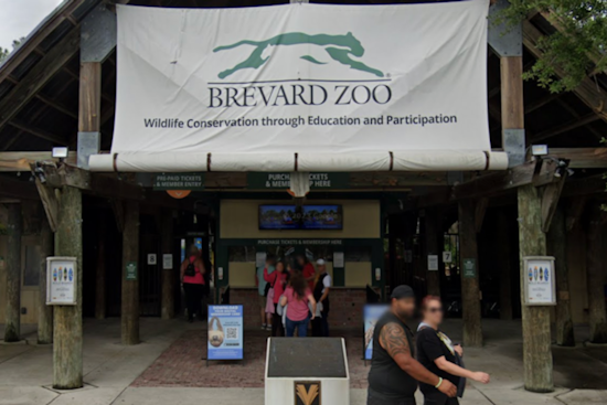 Brevard Zoo Releases 56 Sea Turtle Hatchlings Offshore