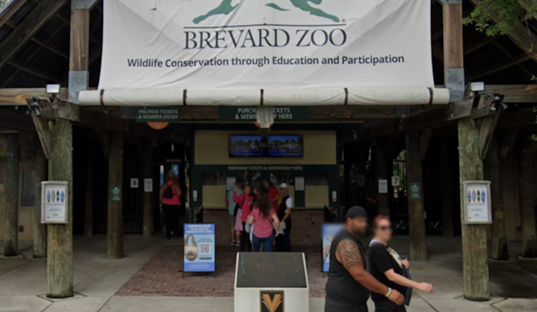 Brevard Zoo Releases 56 Sea Turtle Hatchlings Offshore
