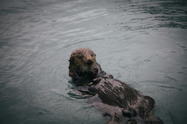 Bronx River Otter Sighting Is First in a Century, Wildlife Group Says