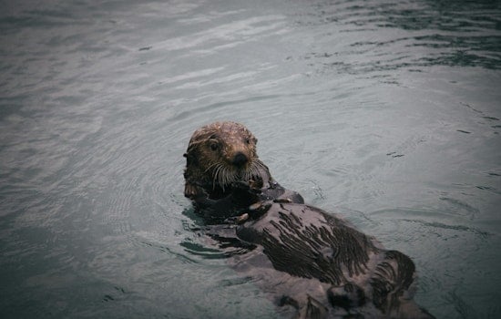 Bronx River Otter Sighting Is First in a Century, Wildlife Group Says