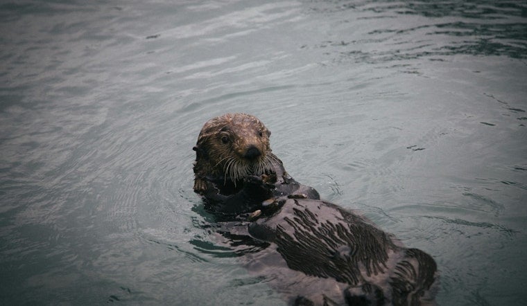 Bronx River Otter Sighting Is First in a Century, Wildlife Group Says