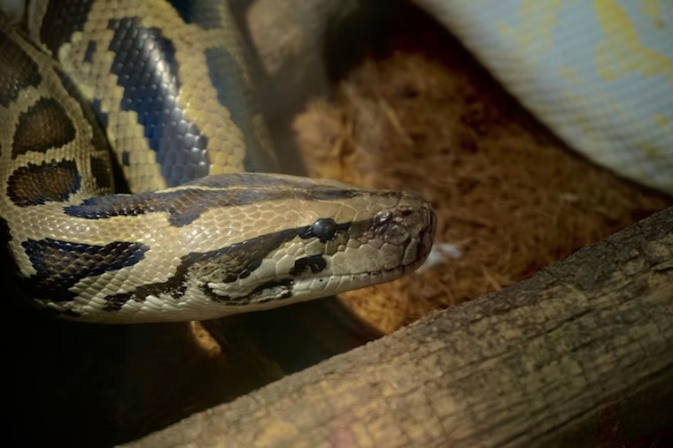 Brook Park Couple May Face Charges After 55 Pythons Found Abandoned in Home