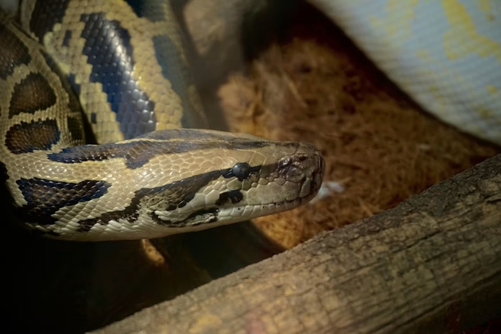 Brook Park Couple May Face Charges After 55 Pythons Found Abandoned in Home