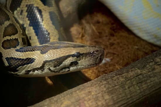 Brook Park Couple May Face Charges After 55 Pythons Found Abandoned in Home