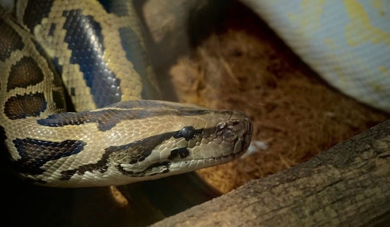 Brook Park Couple May Face Charges After 55 Pythons Found Abandoned in Home