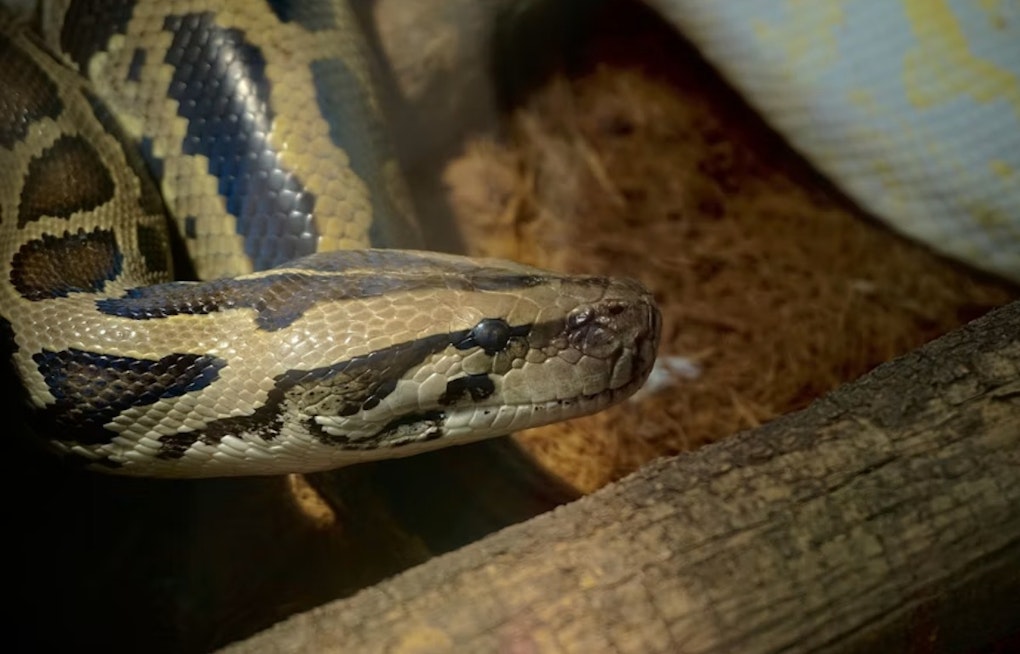 Brook Park Couple May Face Charges After 55 Pythons Found Abandoned in Home