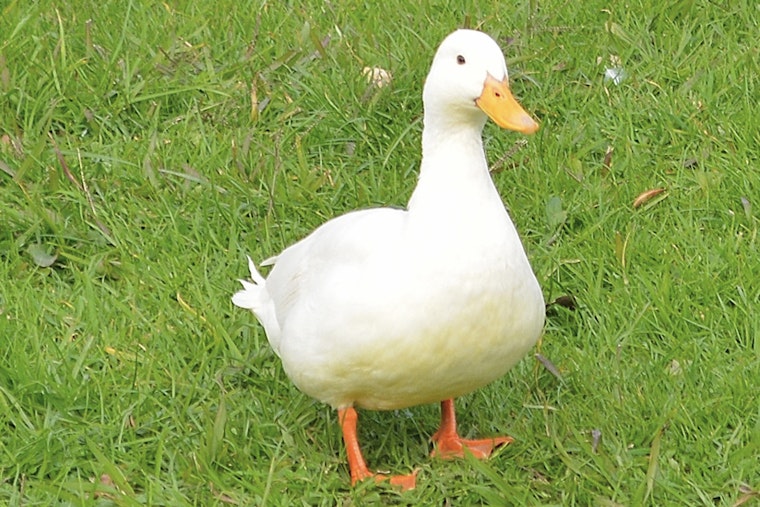 Brookhaven Duck Cures Golden Retriever's Epilepsy Blues, Owners Say