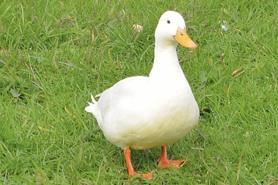 Brookhaven Duck Cures Golden Retriever's Epilepsy Blues, Owners Say
