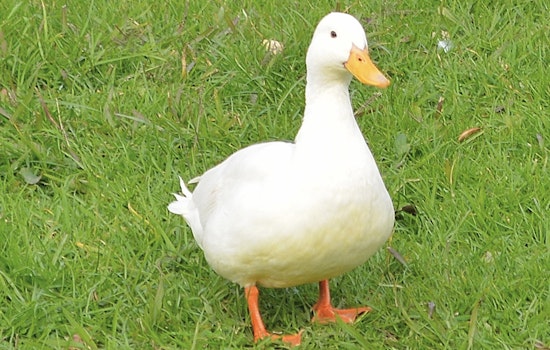 Brookhaven Duck Cures Golden Retriever's Epilepsy Blues, Owners Say
