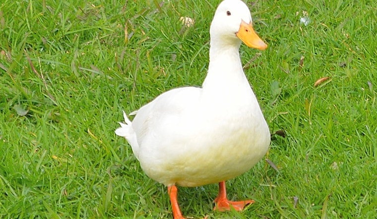 Brookhaven Duck Cures Golden Retriever's Epilepsy Blues, Owners Say