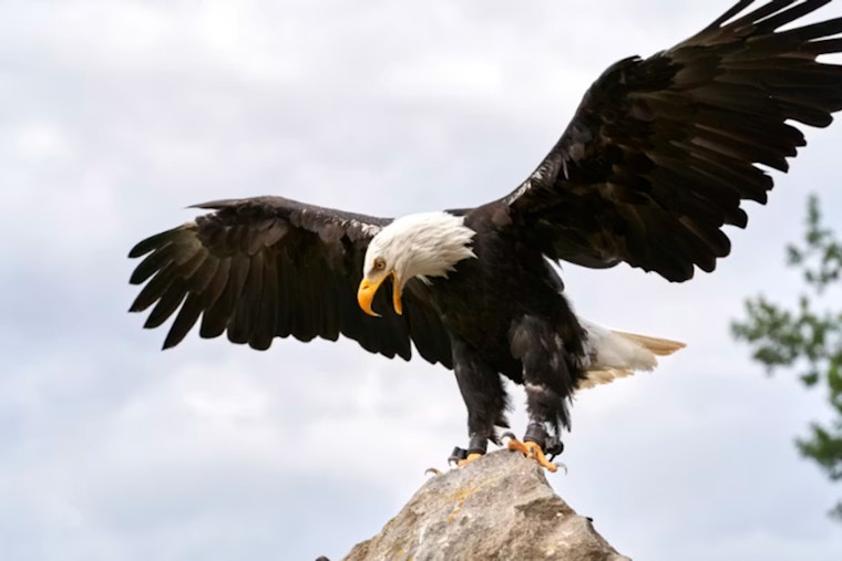 Brush Prairie Man Charged After Bald Eagle Found With Pellets in Its Skull