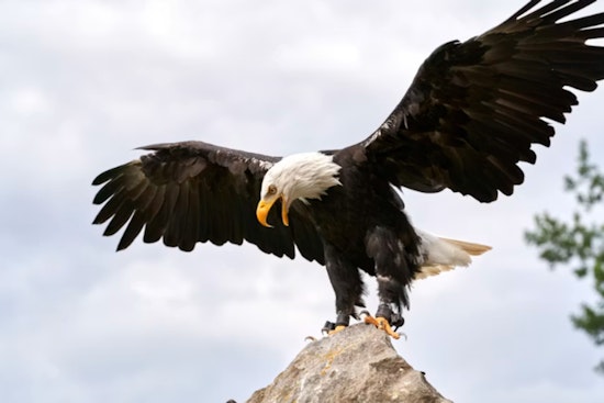 Brush Prairie Man Charged After Bald Eagle Found With Pellets in Its Skull