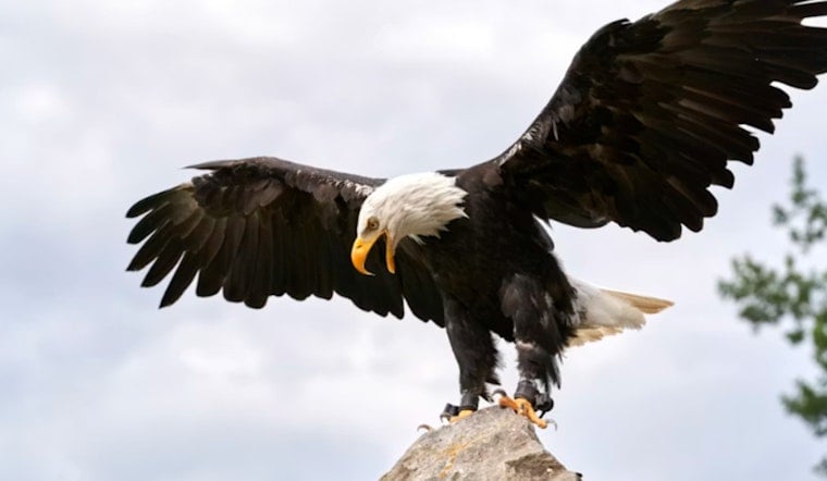 Brush Prairie Man Charged After Bald Eagle Found With Pellets in Its Skull