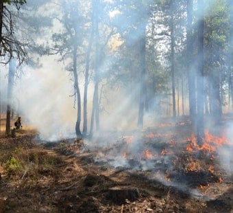 Bug Fire Explodes to 6,500 Acres, Forces Cold Springs and Silver Knolls to Flee