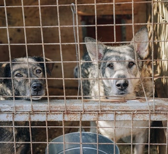 Cabazon Man Arrested After Viral Video Shows Dog Abuse, Says It Was Discipline