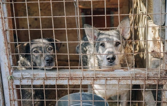 Cabazon Man Arrested After Viral Video Shows Dog Abuse, Says It Was Discipline