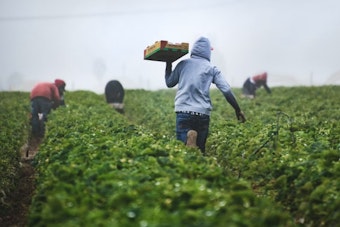 California Farm Wage Bill Hits Newsom's Desk, Small Business Group Warns of Pricier Groceries