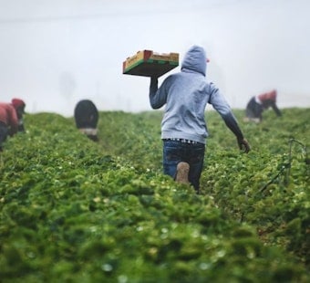 California Farm Wage Bill Hits Newsom's Desk, Small Business Group Warns of Pricier Groceries