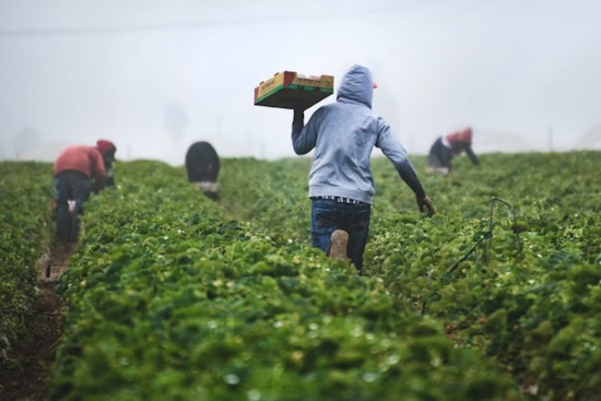 California Farm Wage Bill Hits Newsom's Desk, Small Business Group Warns of Pricier Groceries