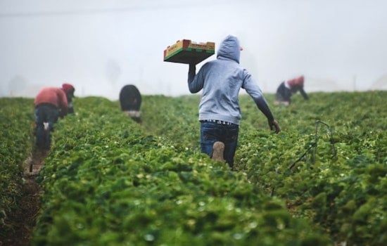 California Farm Wage Bill Hits Newsom's Desk, Small Business Group Warns of Pricier Groceries