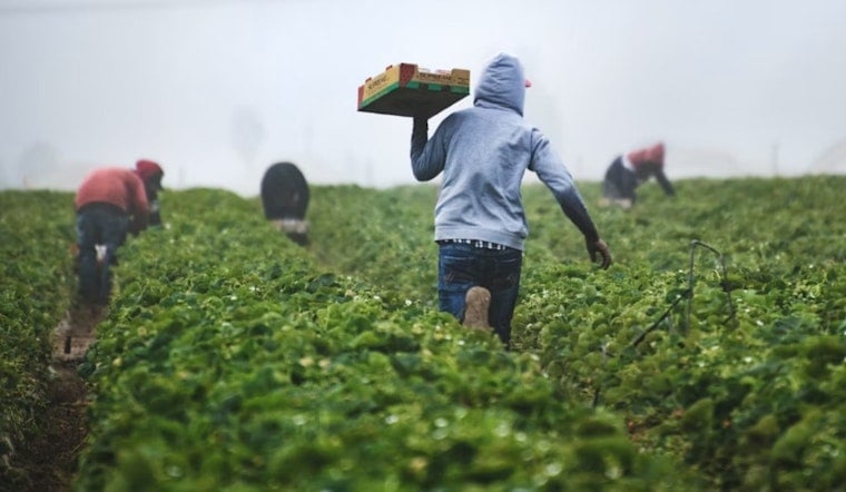 California Farm Wage Bill Hits Newsom's Desk, Small Business Group Warns of Pricier Groceries