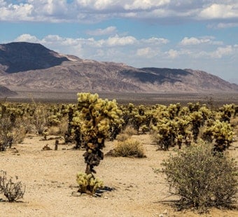 California Lawmakers Back Joshua Tree Push to Save National Parks From Staffing Cuts
