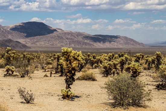 California Lawmakers Back Joshua Tree Push to Save National Parks From Staffing Cuts