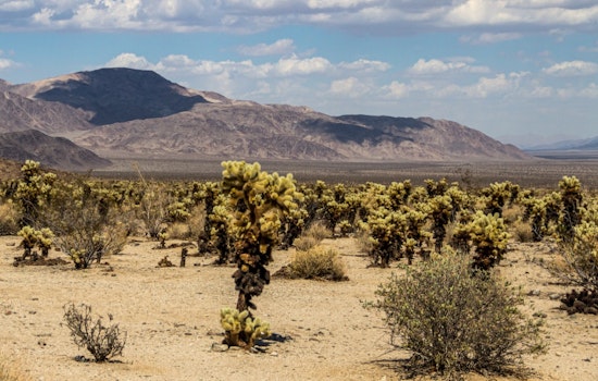 California Lawmakers Back Joshua Tree Push to Save National Parks From Staffing Cuts
