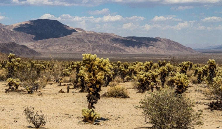 California Lawmakers Back Joshua Tree Push to Save National Parks From Staffing Cuts