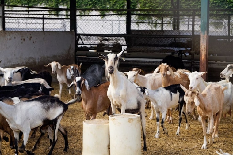 California's Firefighting Goats Could Get Axed by $240K Wage Hike