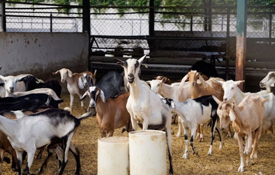 California's Firefighting Goats Could Get Axed by $240K Wage Hike