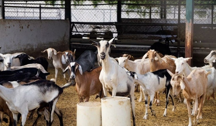 California's Firefighting Goats Could Get Axed by $240K Wage Hike