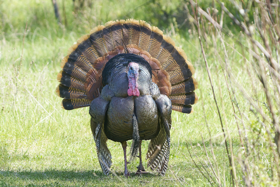 Cambria's Power Keeps Dying at Dawn — Turkeys Are to Blame, PG&E Says