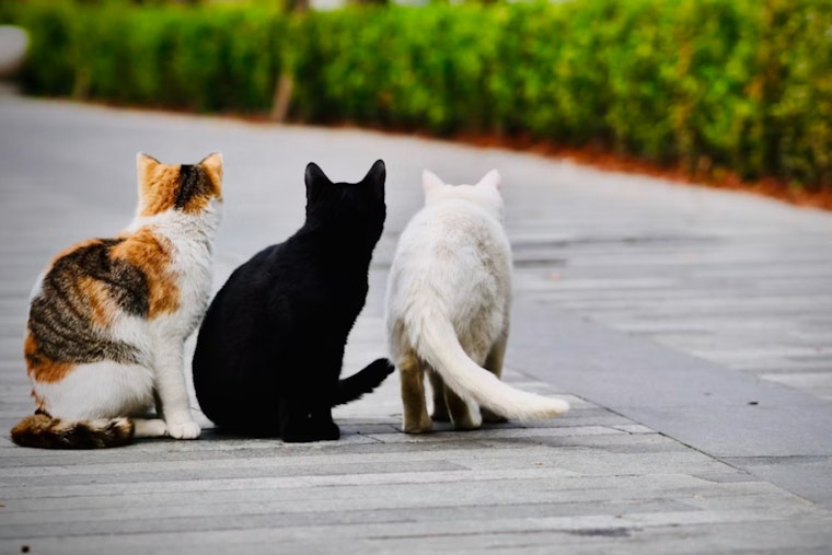 Cambridgeport Cats Take Over the Sidewalks for Cambridge's First Meowfest