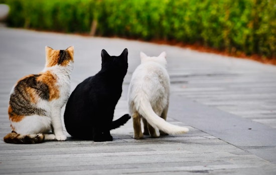 Cambridgeport Cats Take Over the Sidewalks for Cambridge's First Meowfest