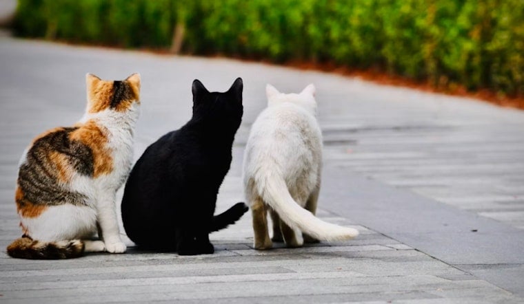 Cambridgeport Cats Take Over the Sidewalks for Cambridge's First Meowfest