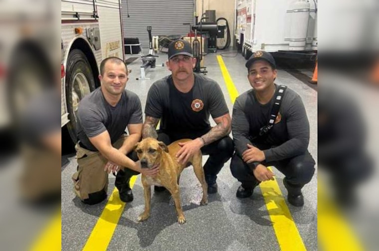 Cape Coral Dog Vanishes Into Storm Drain, Firefighters Chase Him Down and Win